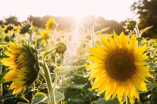 Why Plantlife Uses Vitamin E From Sunflowers