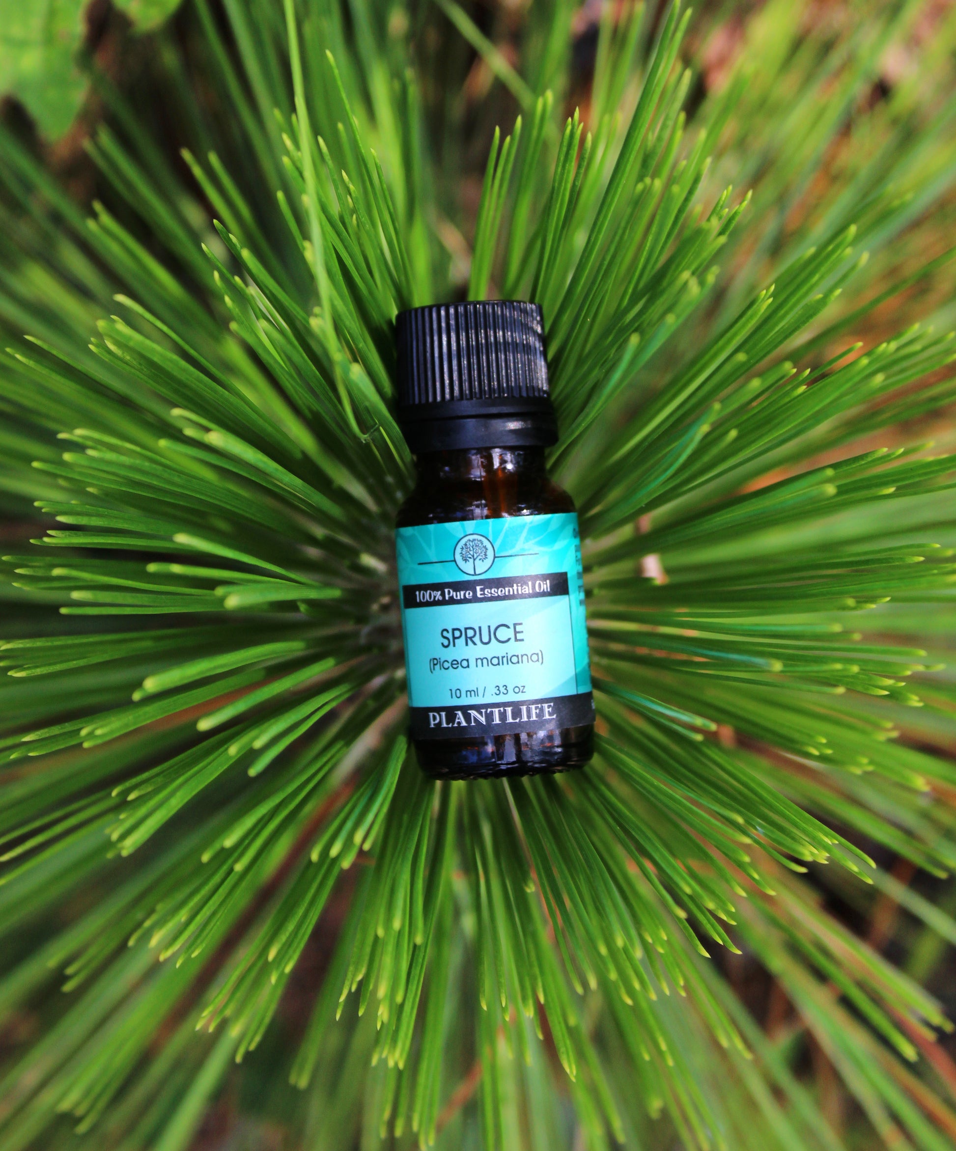 Plantlife Spruce Essential Oil – 10ml Bottle of Pure Aromatherapy Oil for Grounding, Fresh, and Natural Woodland Wellness