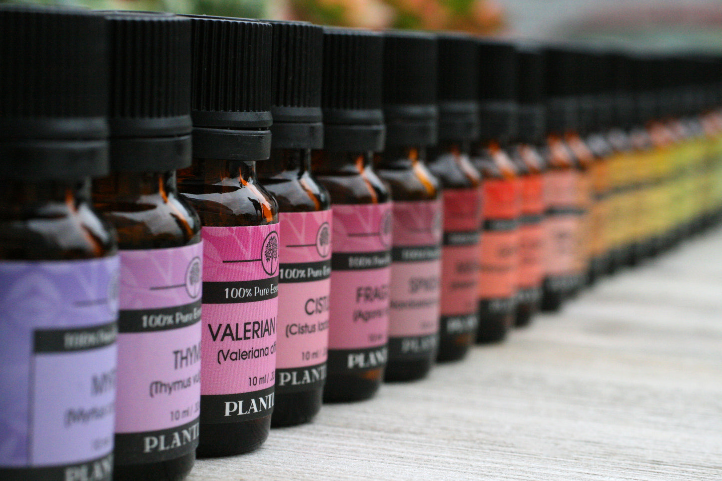 Plantlife Essential Oil Collection – 10ml Aromatherapy Bottles Displayed in a Row for Natural Wellness and Relaxation