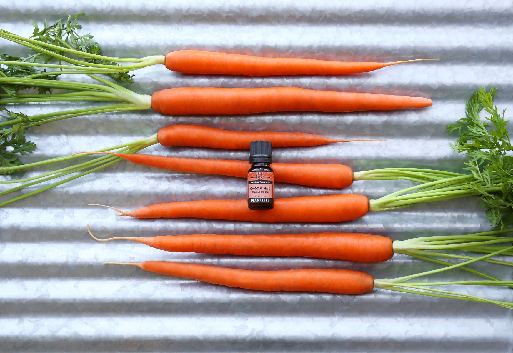 Plantlife Carrot Seed Essential Oil bottle on metal surface with rustic look