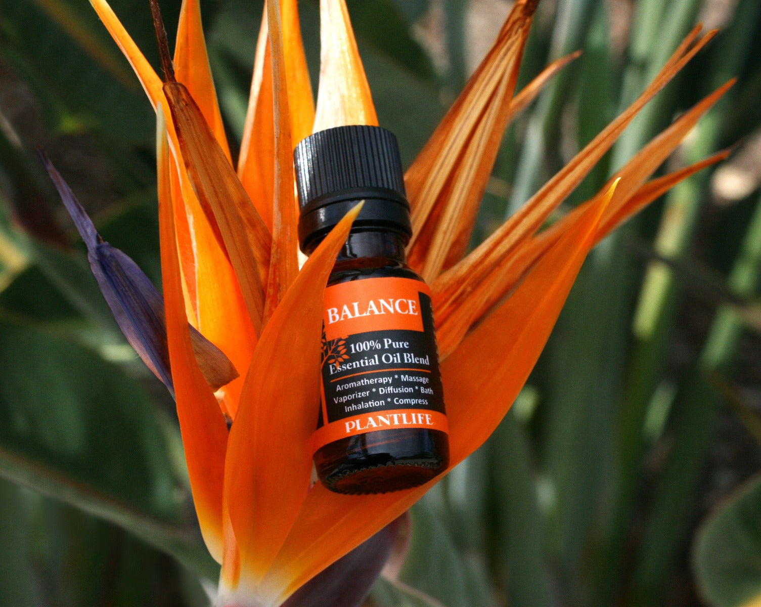 Plantlife Balance Essential Oil Blend – 10ml bottle nestled in blooming flowers for a natural presentation.