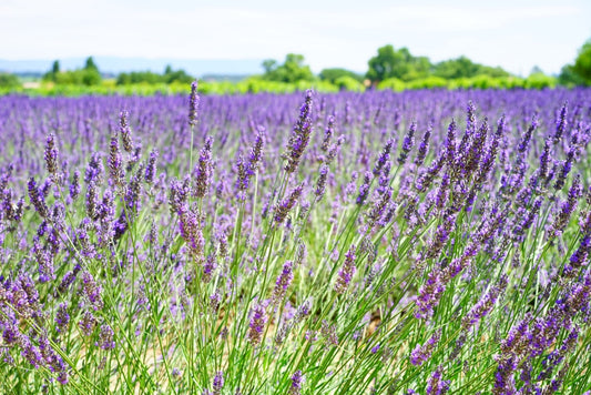 Lavender vs Lavandin: What's The Difference?