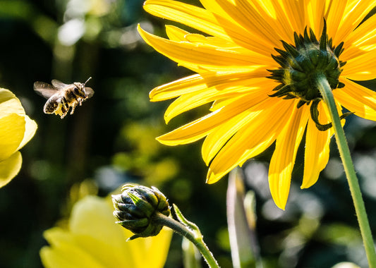 Vanishing of The Bees and Why They Matter