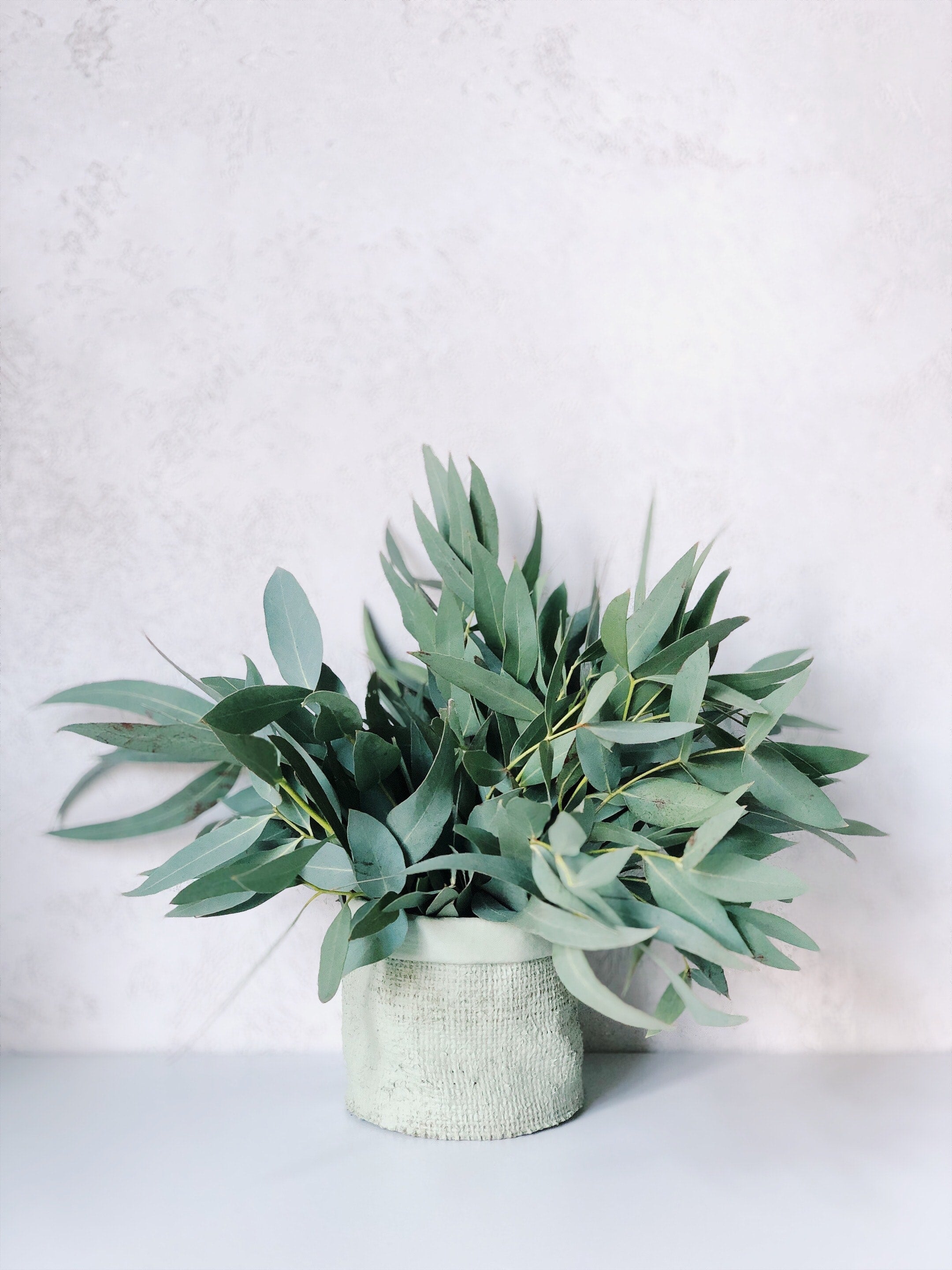 The Best Essential Oil for Flu & Colds: Eucalyptus!