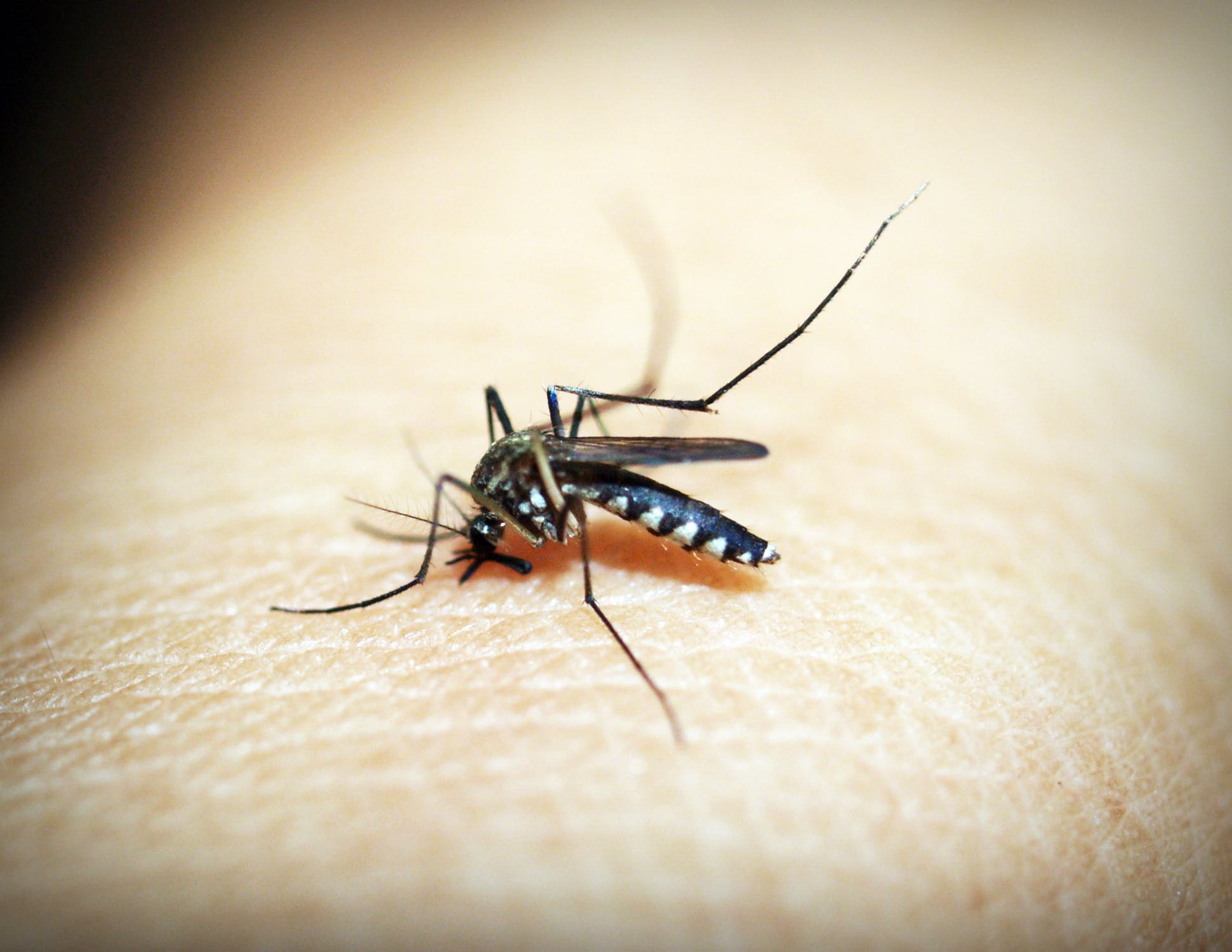 How Do Natural Insect Repellents Work?