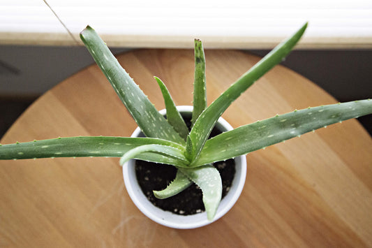 Aloe Vera and its Uses