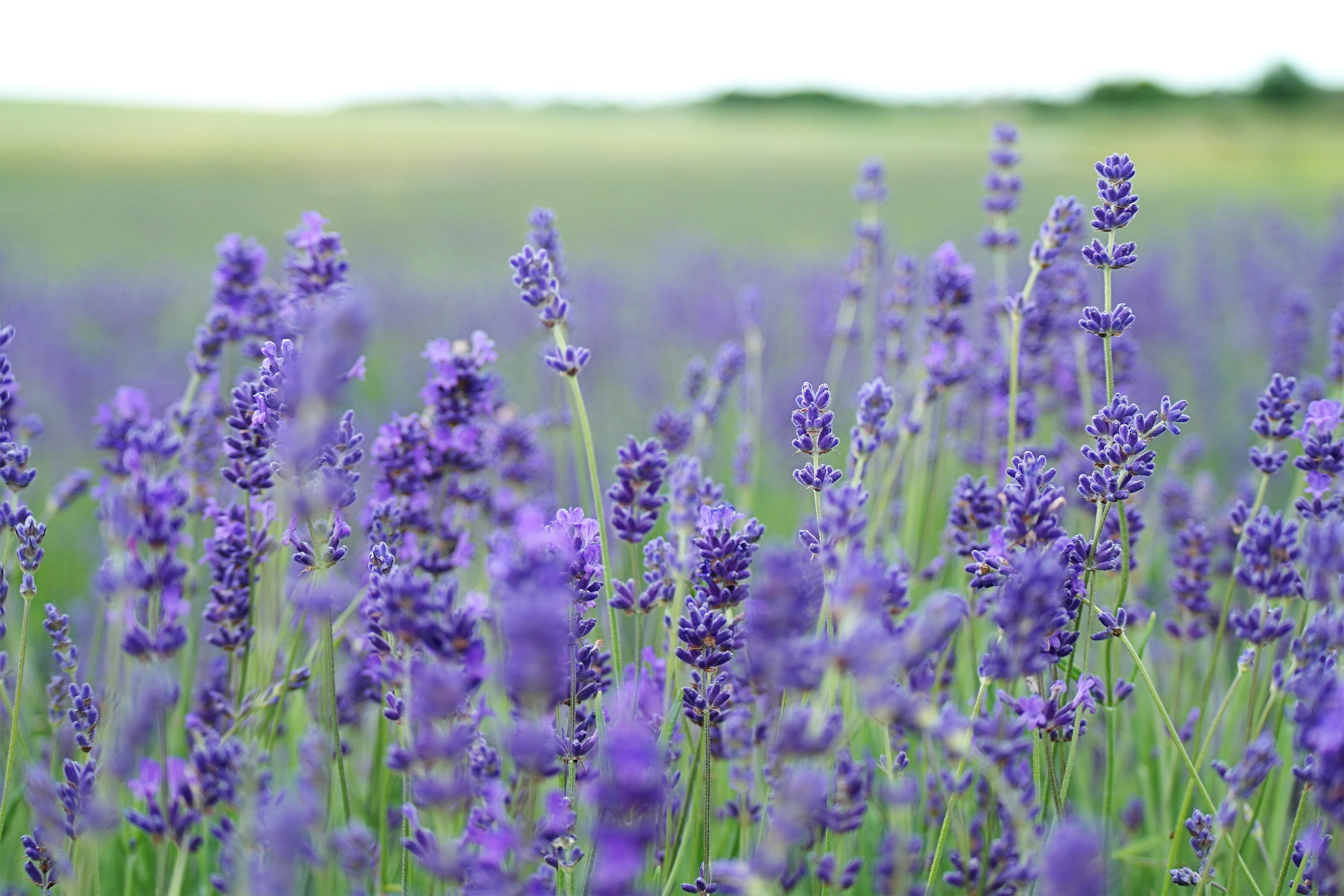 7 Awesome Benefits of Lavender Essential Oil