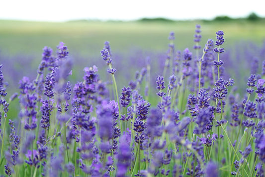 Lavender: All Natural Sunburn Relief