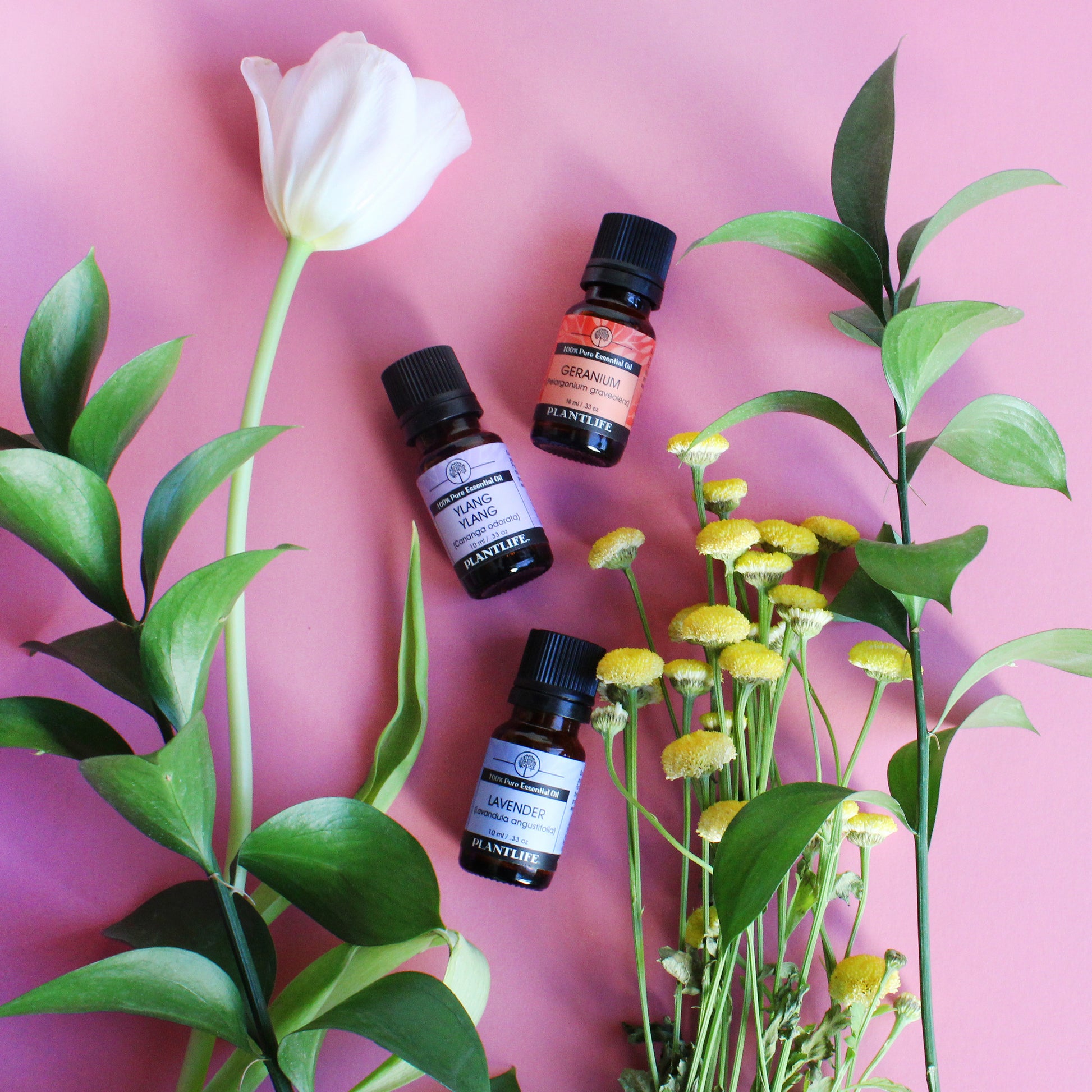 Plantlife Essential Oils with Florals – Aromatherapy Bottles Styled with Flowers on Pink Background for Natural Beauty and Wellness