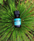 Plantlife Spruce Essential Oil – 10ml Bottle of Pure Aromatherapy Oil for Grounding, Fresh, and Natural Woodland Wellness
