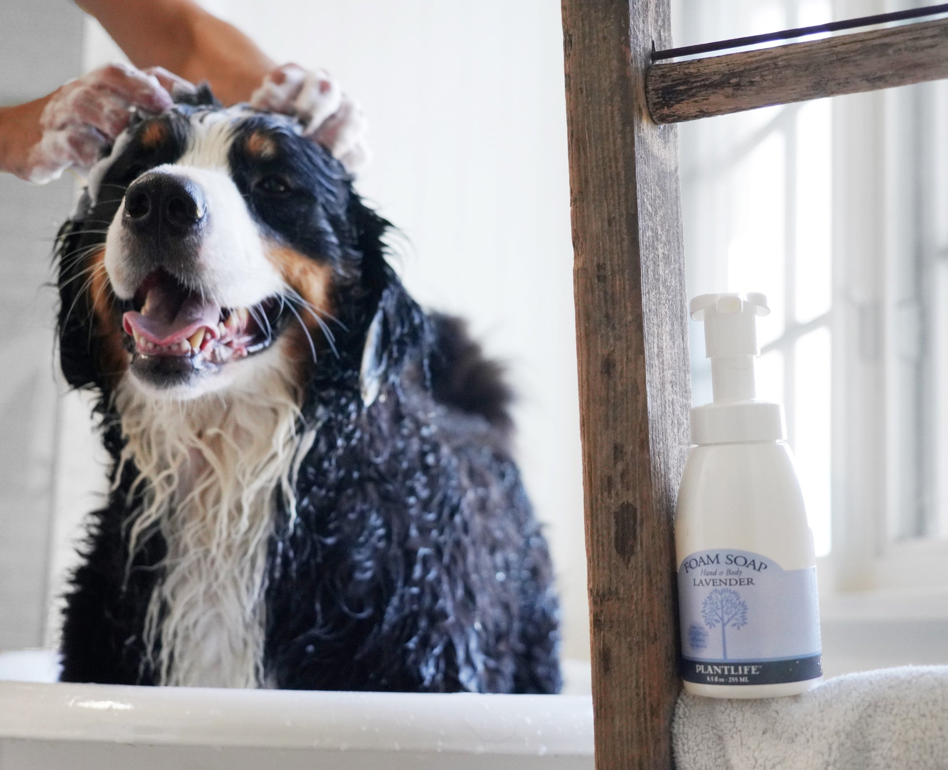 Dog being bathed with a bottle of Planters Lavender Foam Soap in the background.