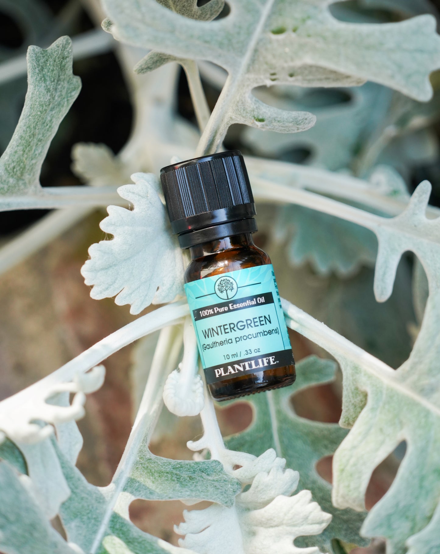 Plantlife Wintergreen Essential Oil – 10ml Bottle of Pure Aromatherapy Oil for Natural Relief and Refreshing Wellness