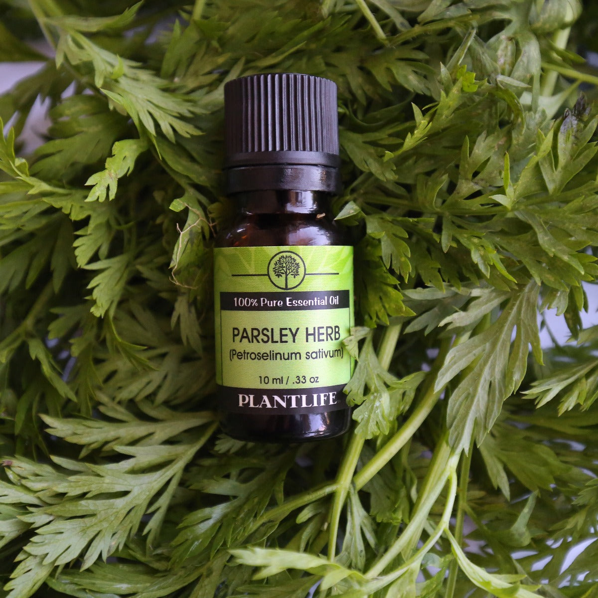Parsley Herb Essential Oil (Low Fill)