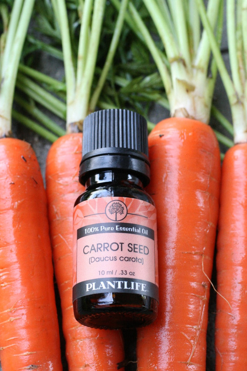Carrot Seed Essential Oil Organic Carrot Seed Oil 100% Pure Essential Oil  Therapeutic Grade 